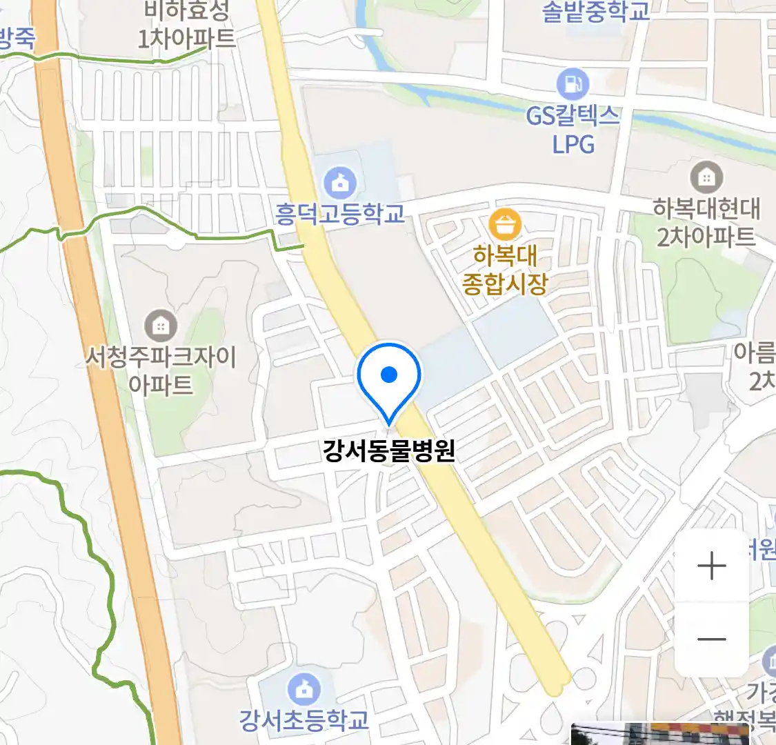 강서동물병원 위치